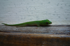 Grüner Seychellengecko-2.jpg